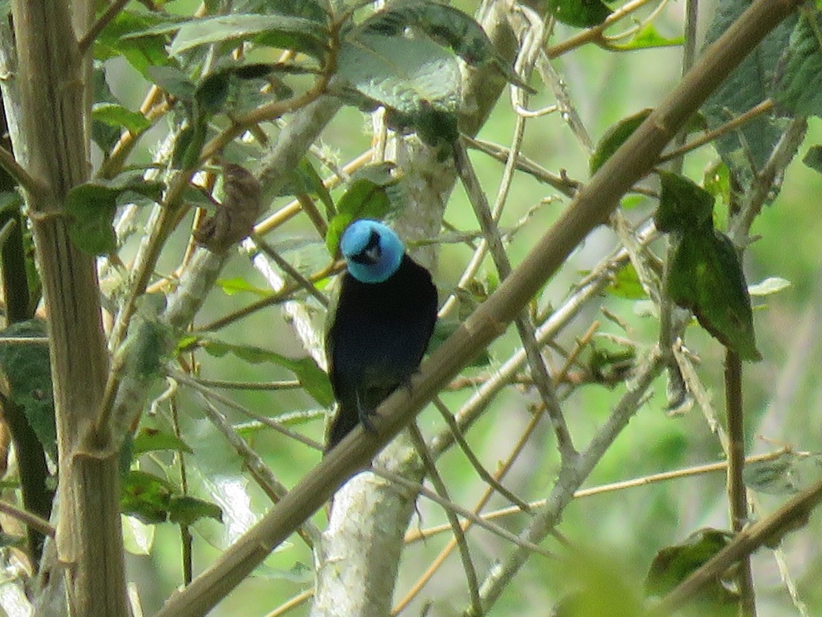 Лазурноголовая танагра - ML645362254