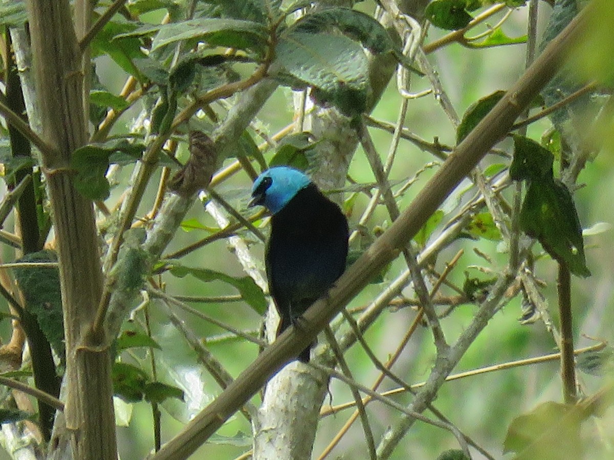 Лазурноголовая танагра - ML645362255