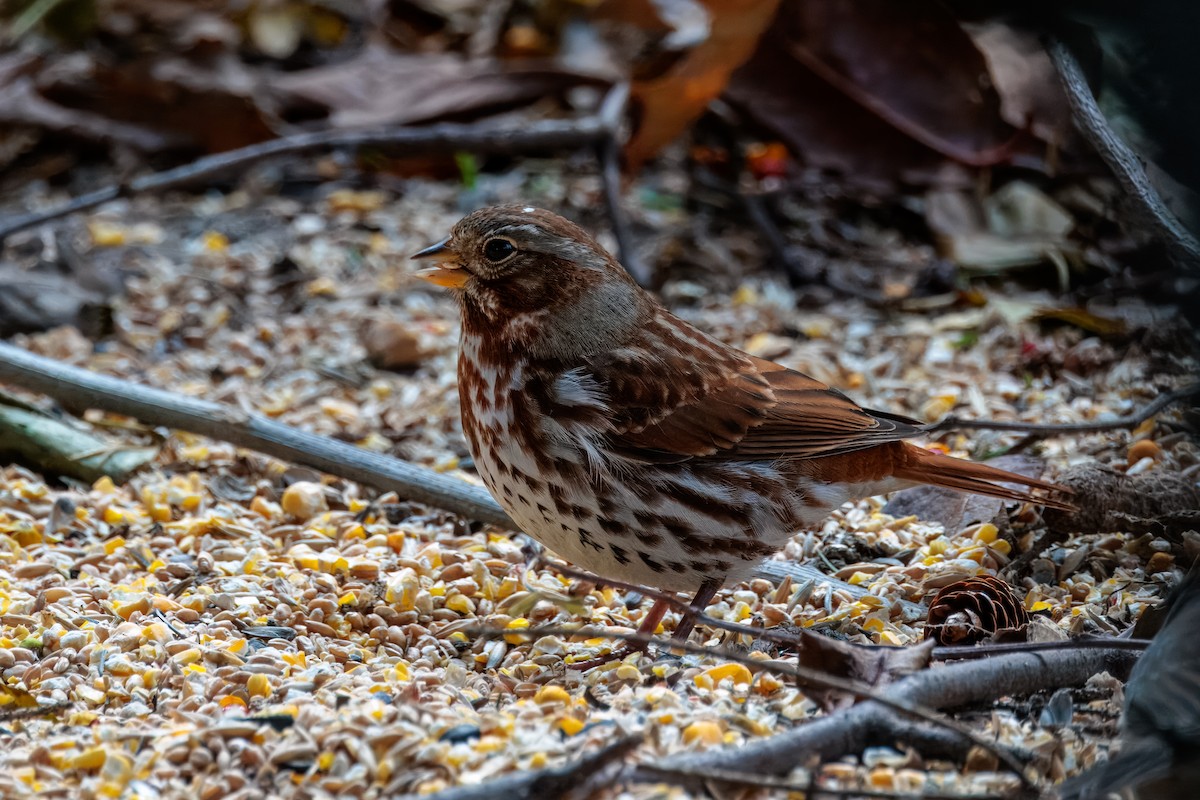 Fox Sparrow - ML645362262