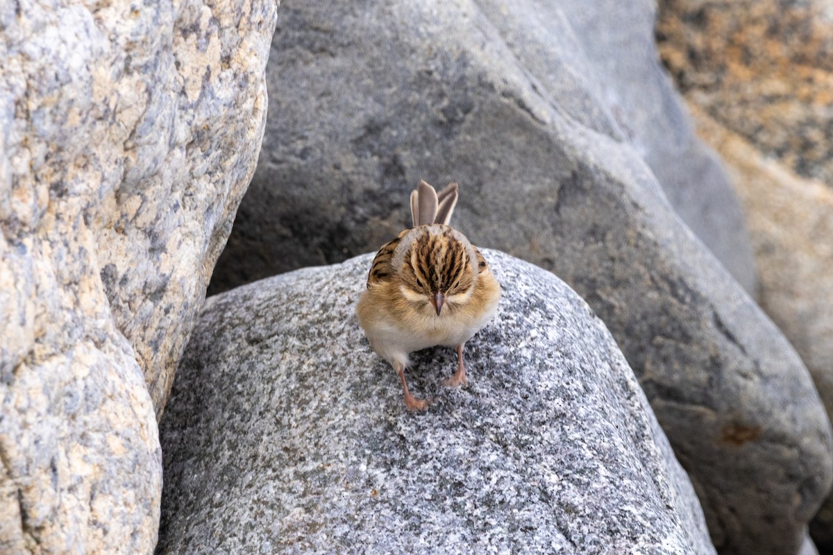 Clay-colored Sparrow - ML645362268