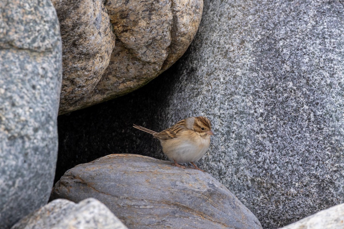 Clay-colored Sparrow - ML645362269