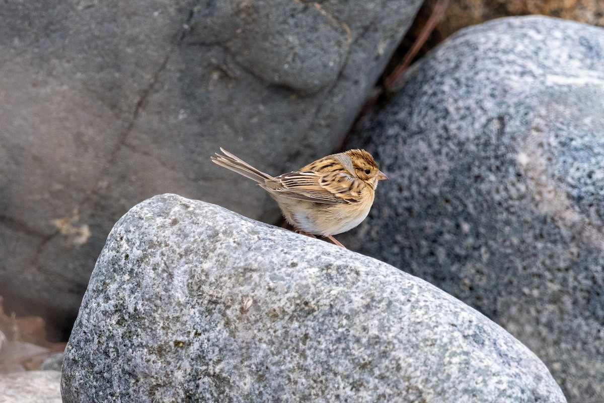 Clay-colored Sparrow - ML645362270