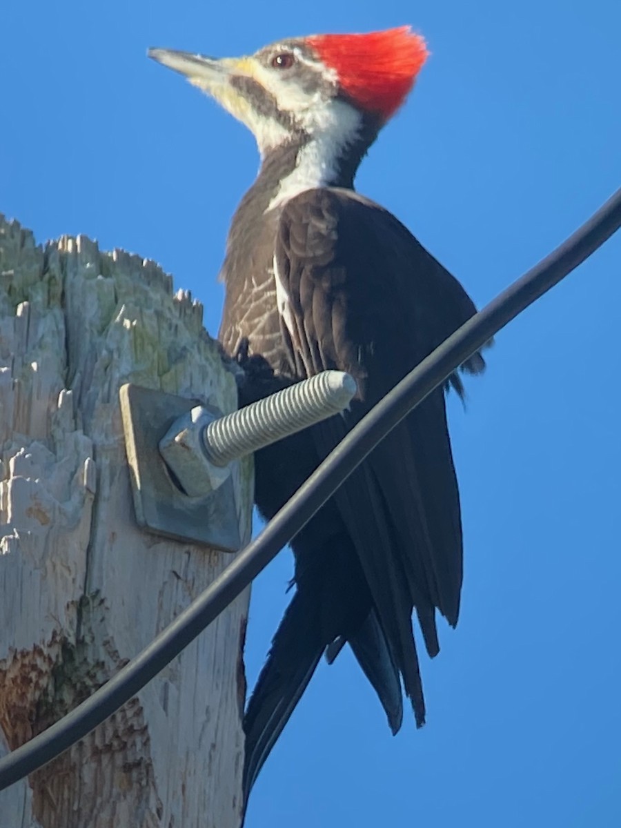 Pileated Woodpecker - ML645362275