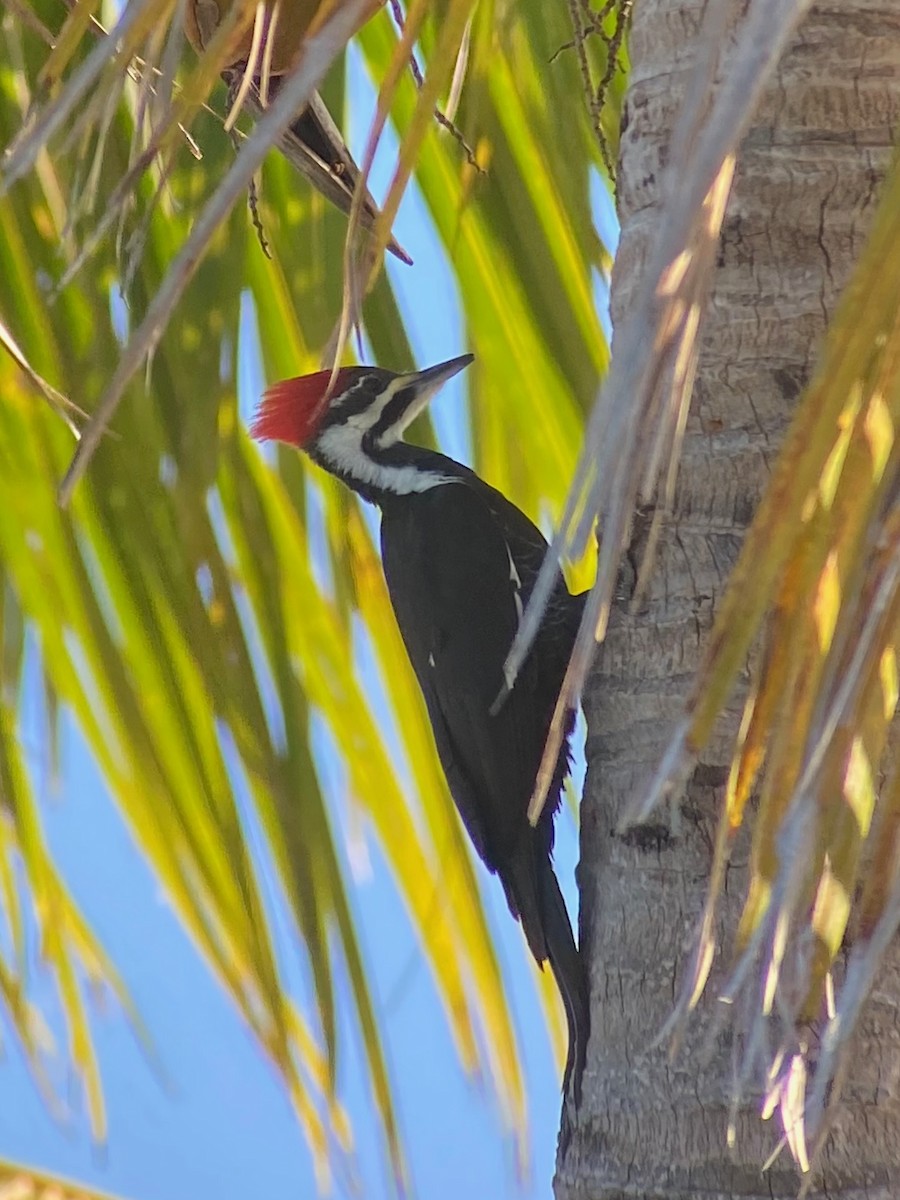 Pileated Woodpecker - ML645362276