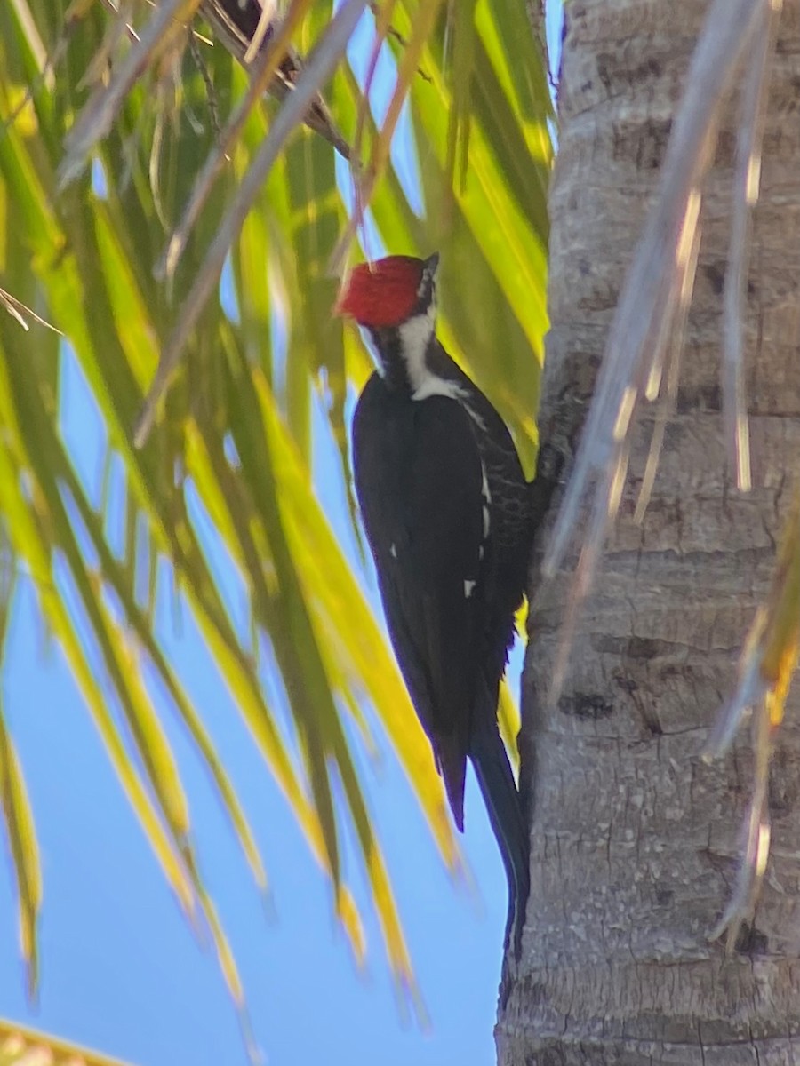 Pileated Woodpecker - ML645362277