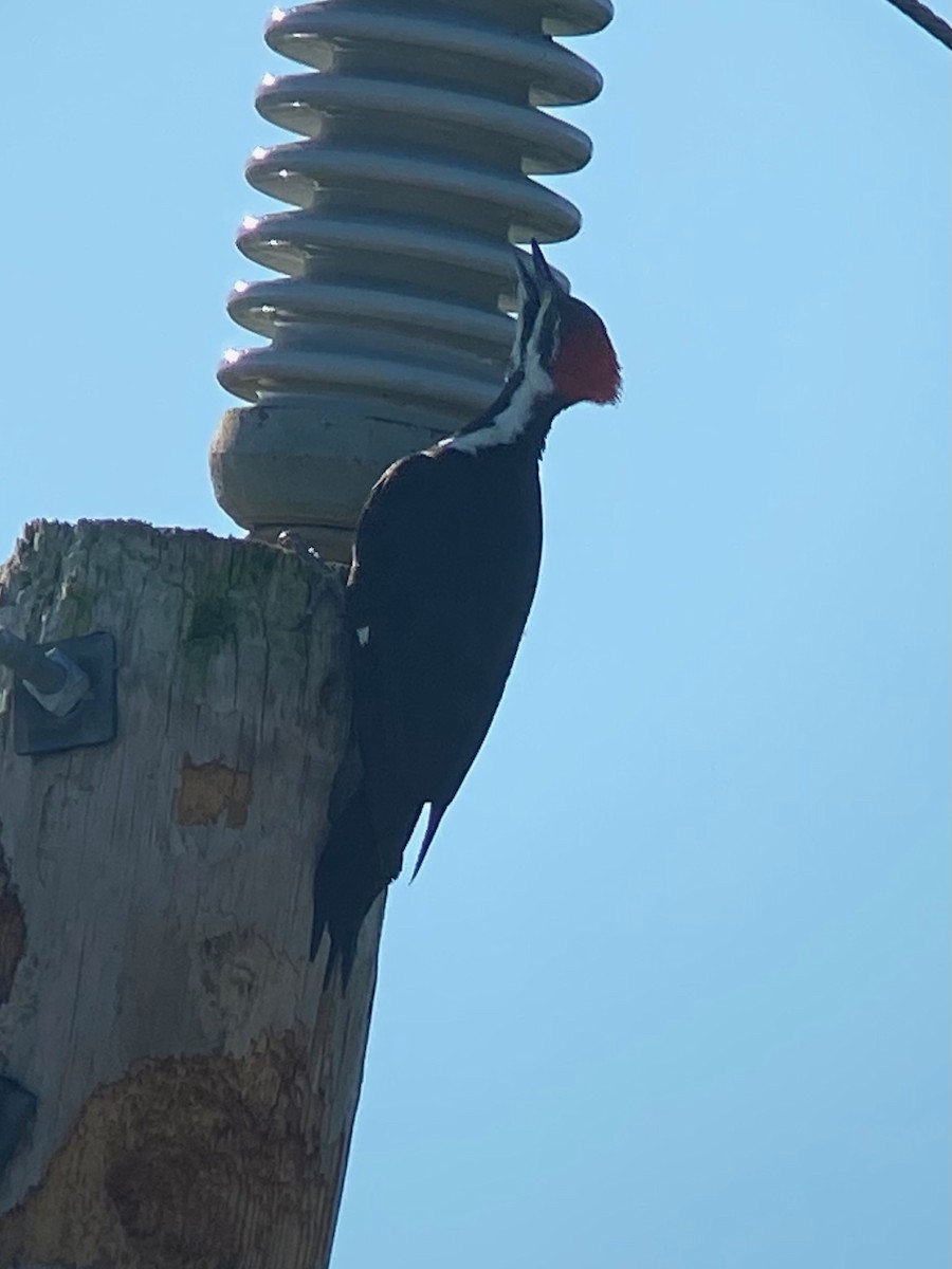 Pileated Woodpecker - ML645362278