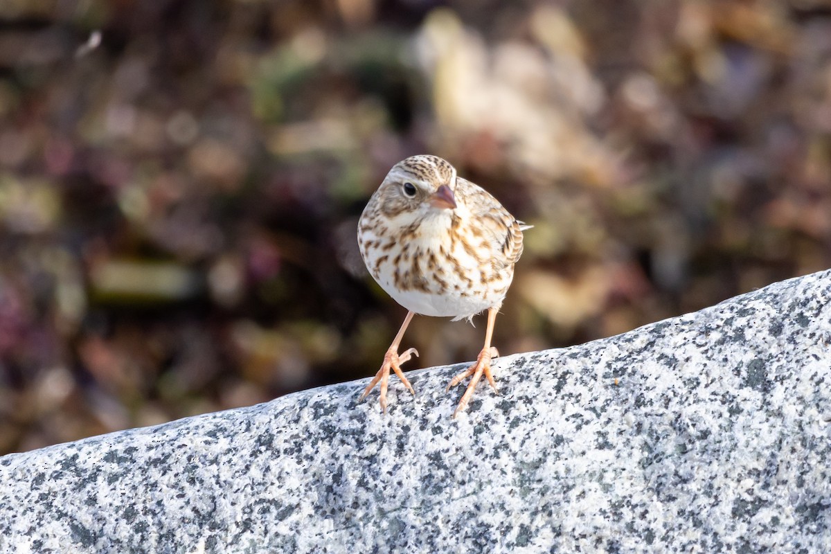 Savannah Sparrow (Ipswich) - ML645362290