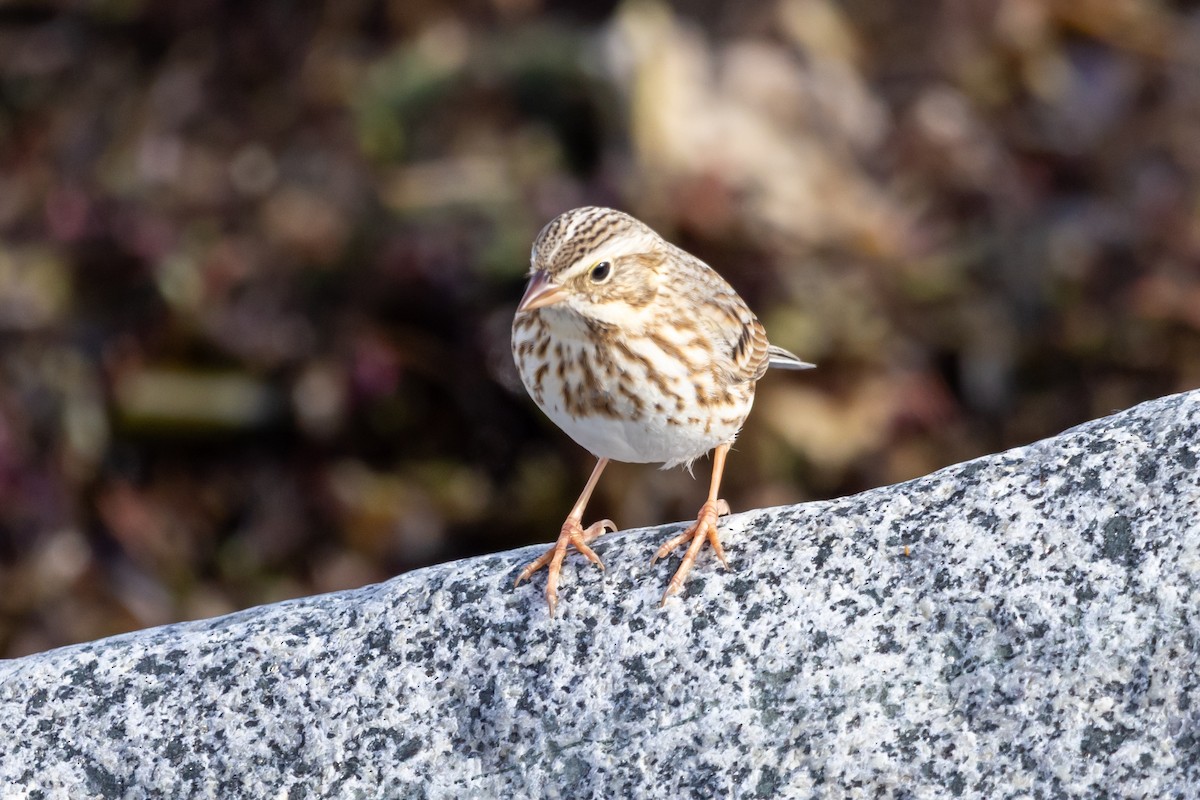 Savannah Sparrow (Ipswich) - ML645362291