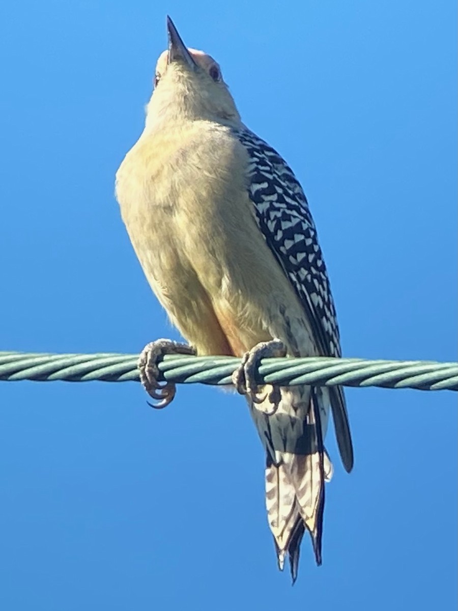 Red-bellied Woodpecker - ML645362292