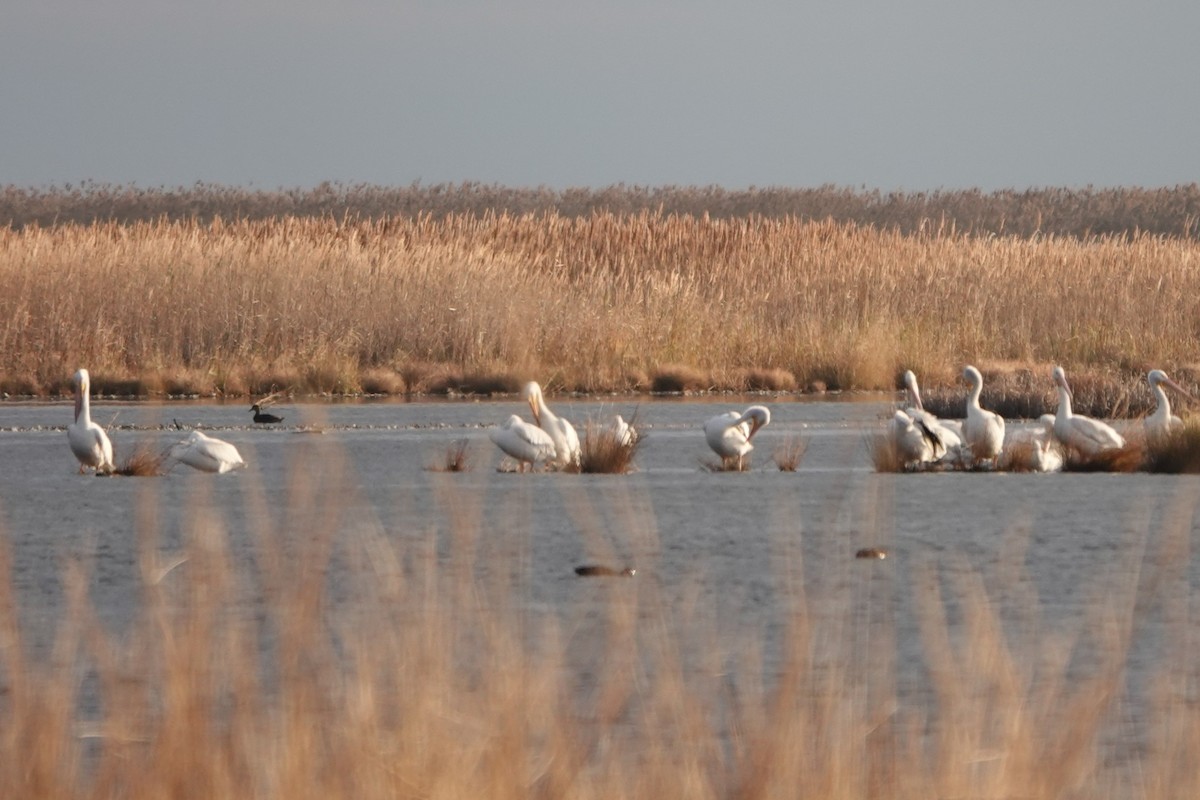 pelikán severoamerický - ML645362307