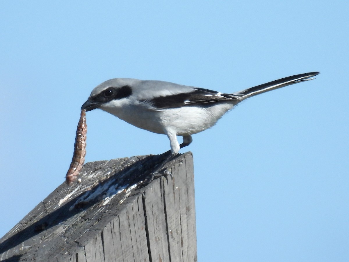Loggerhead Shrike - ML645362309