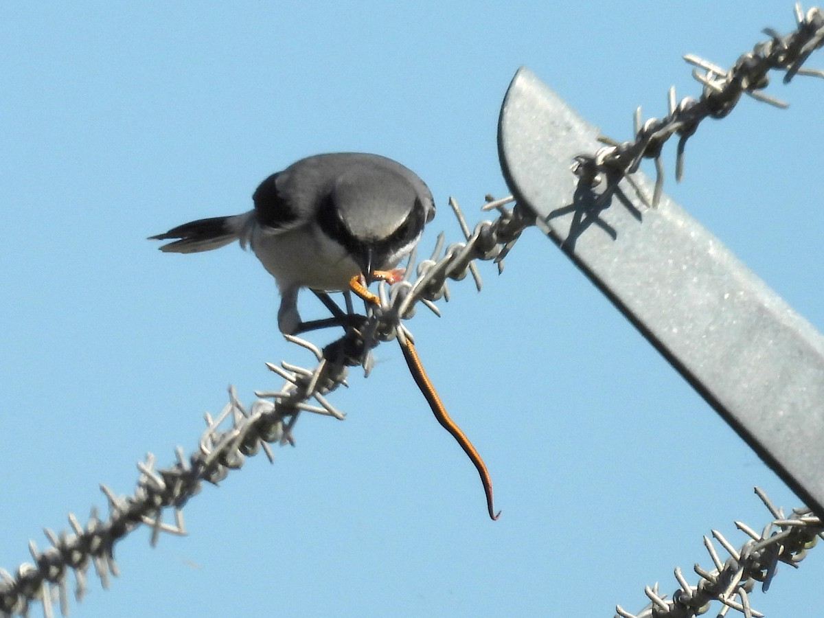Loggerhead Shrike - ML645362323