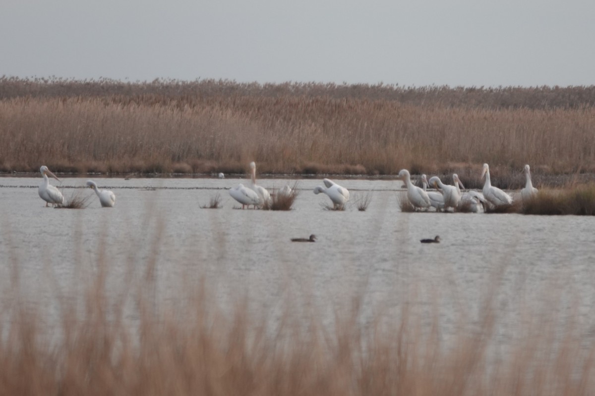 pelikán severoamerický - ML645362325