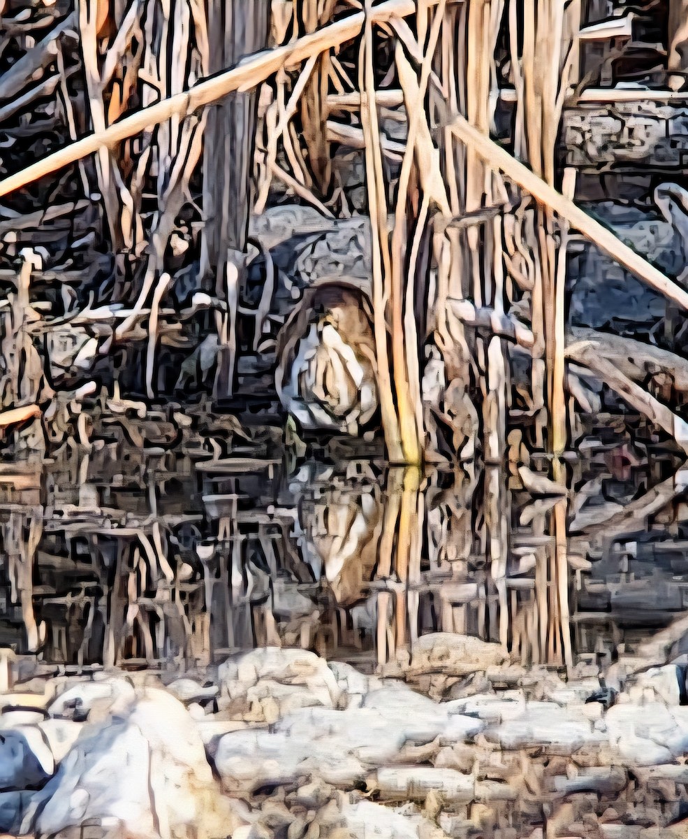 コヨシゴイ - ML645362336