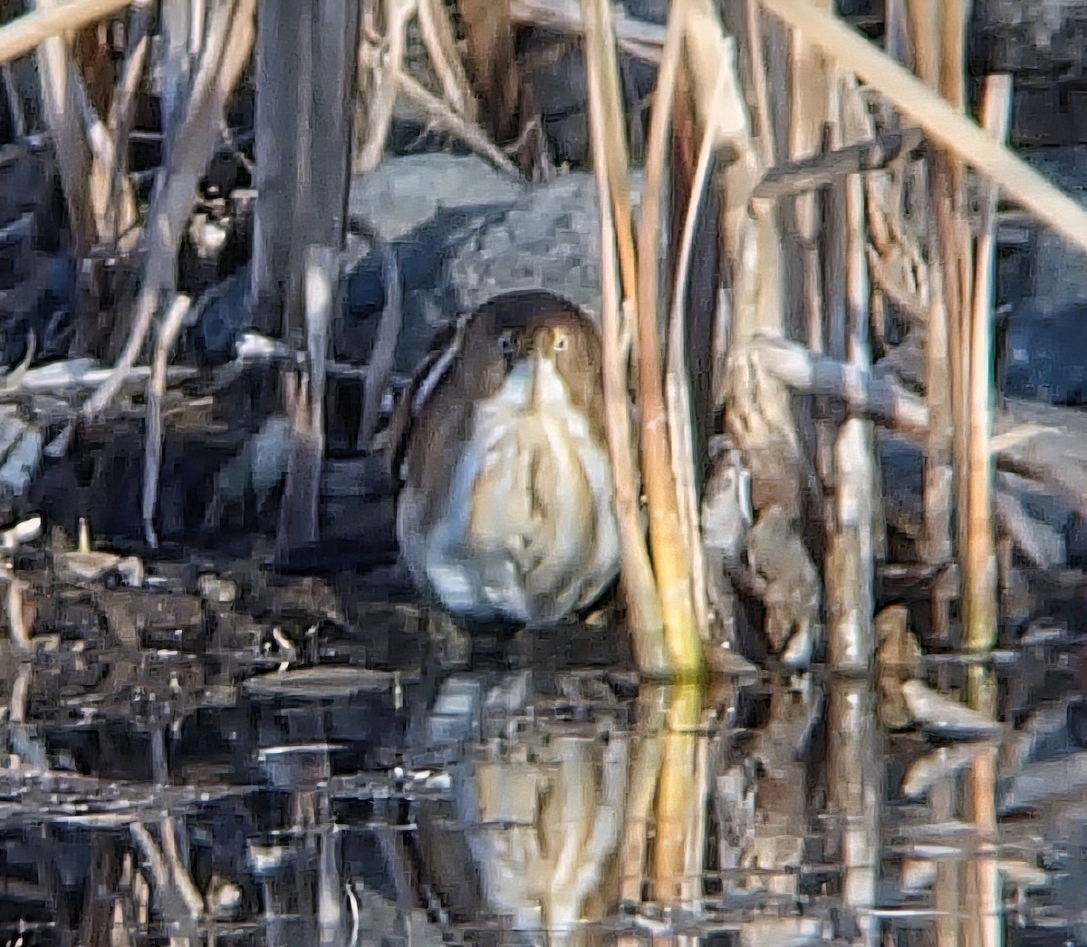 コヨシゴイ - ML645362337