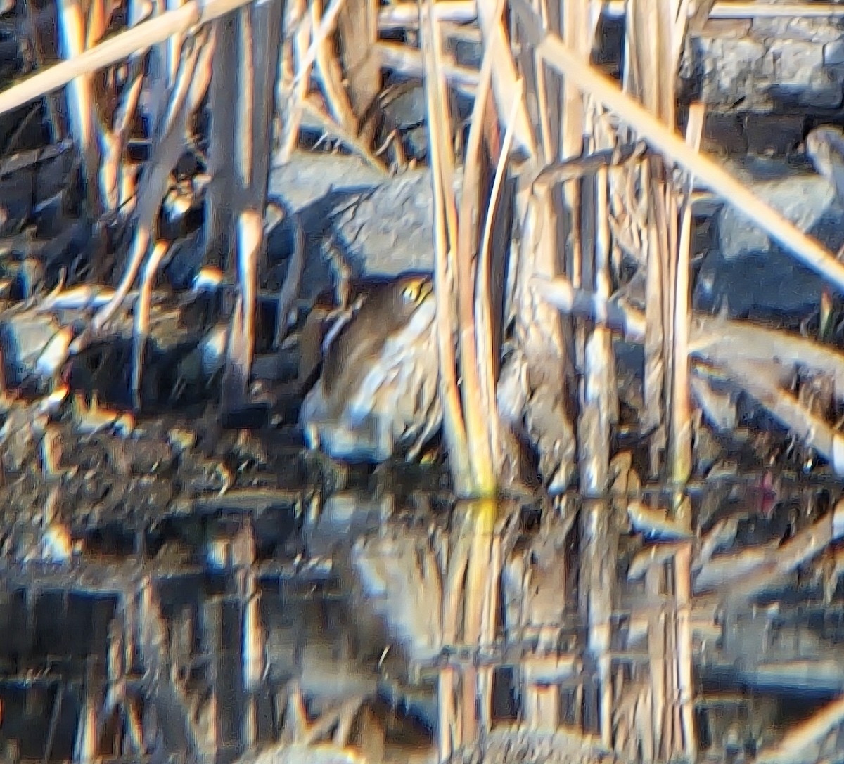 コヨシゴイ - ML645362338