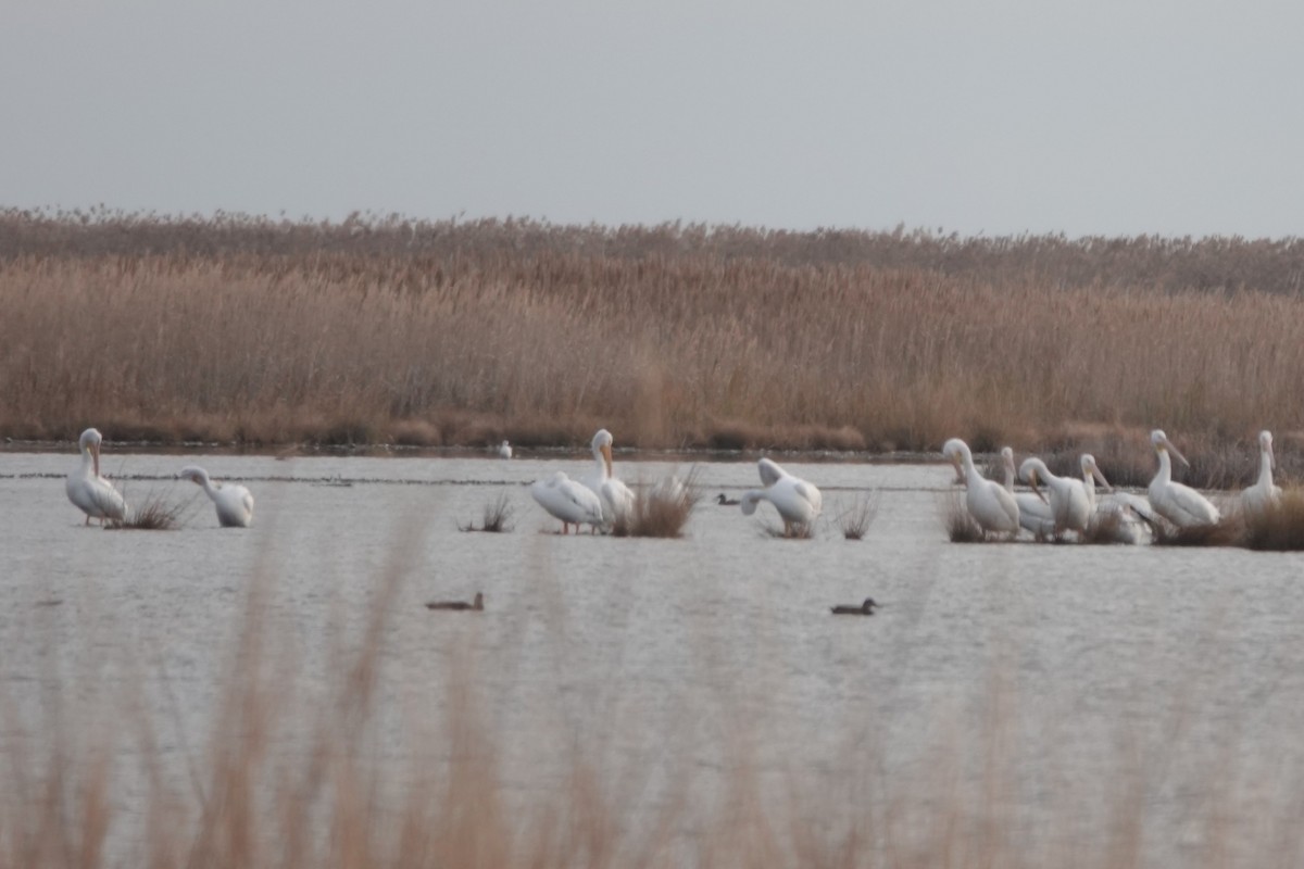 pelikán severoamerický - ML645362339