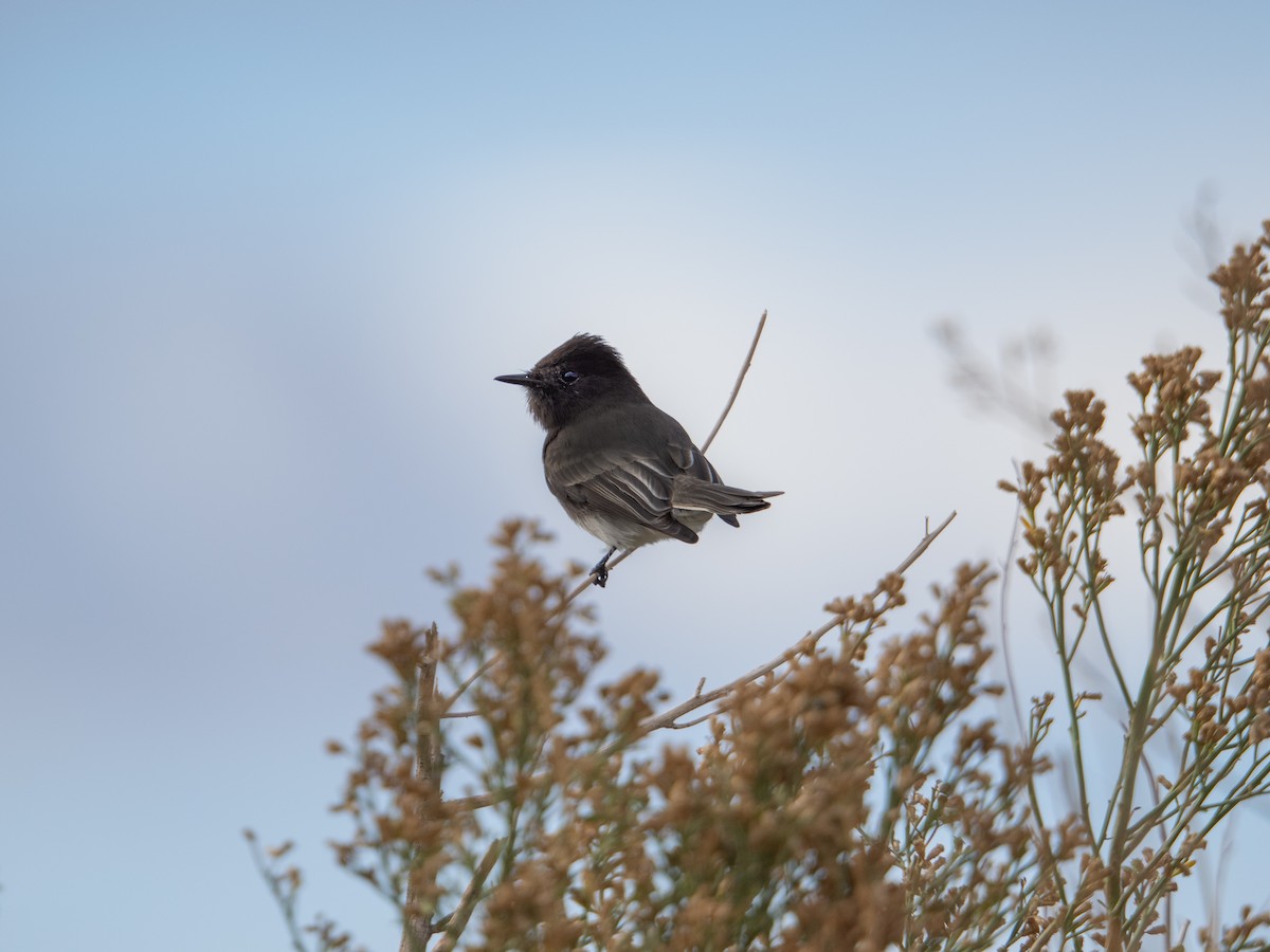 Black Phoebe - ML645362342