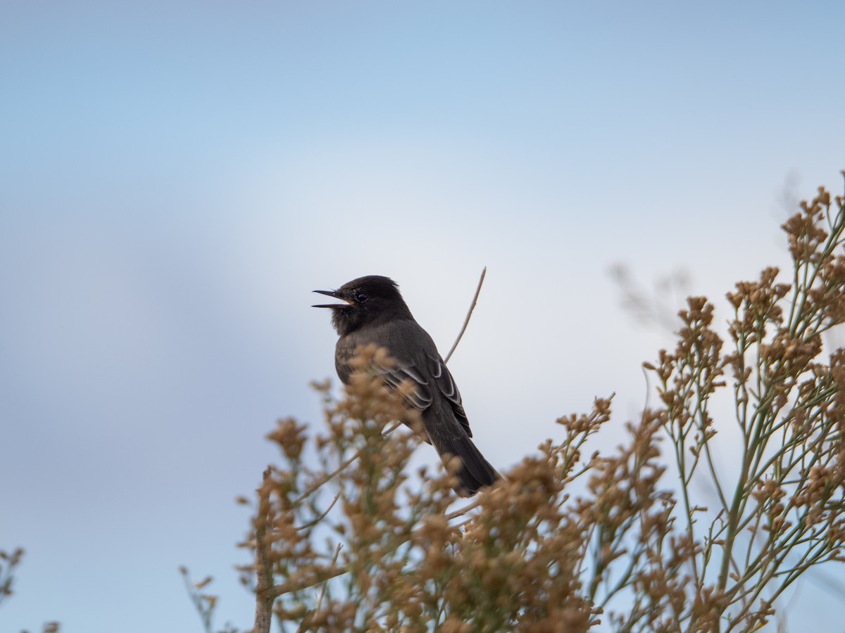 Black Phoebe - ML645362343