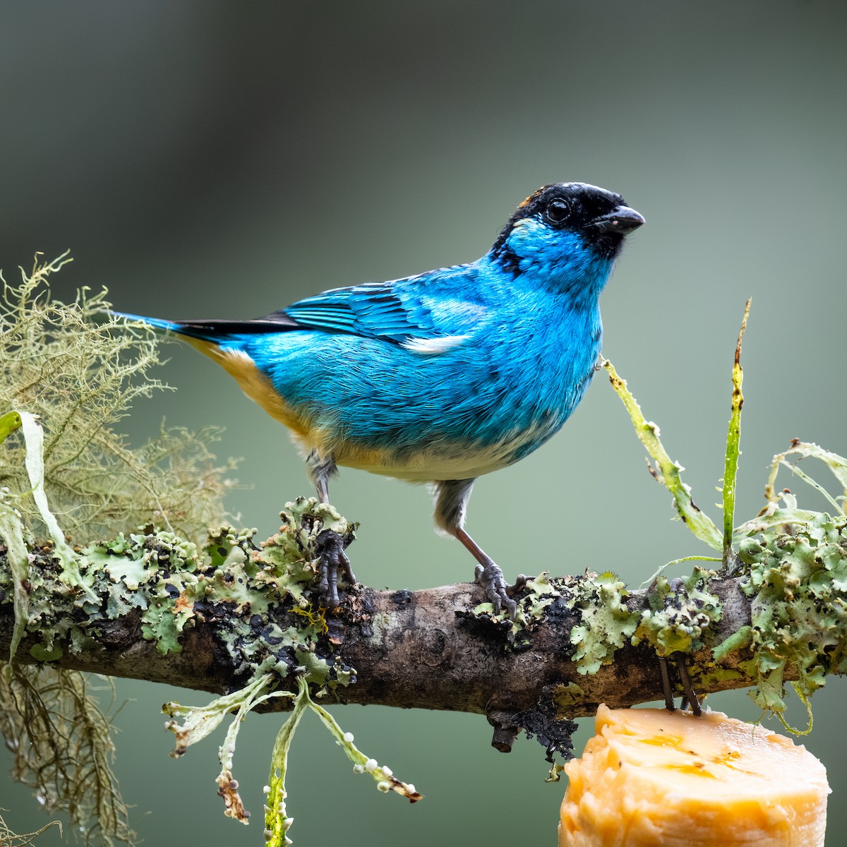 Golden-naped Tanager - ML645362344