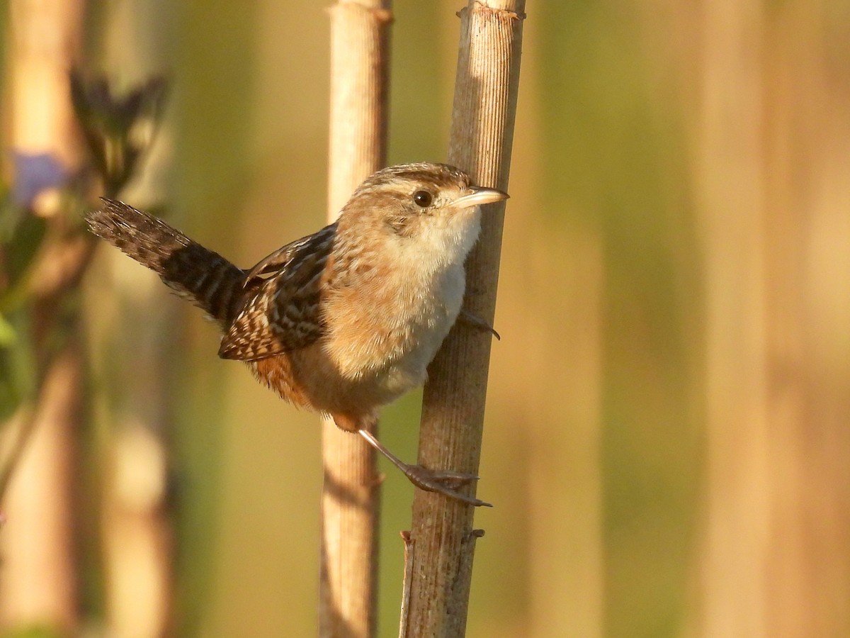 Sedge Wren - ML645362346