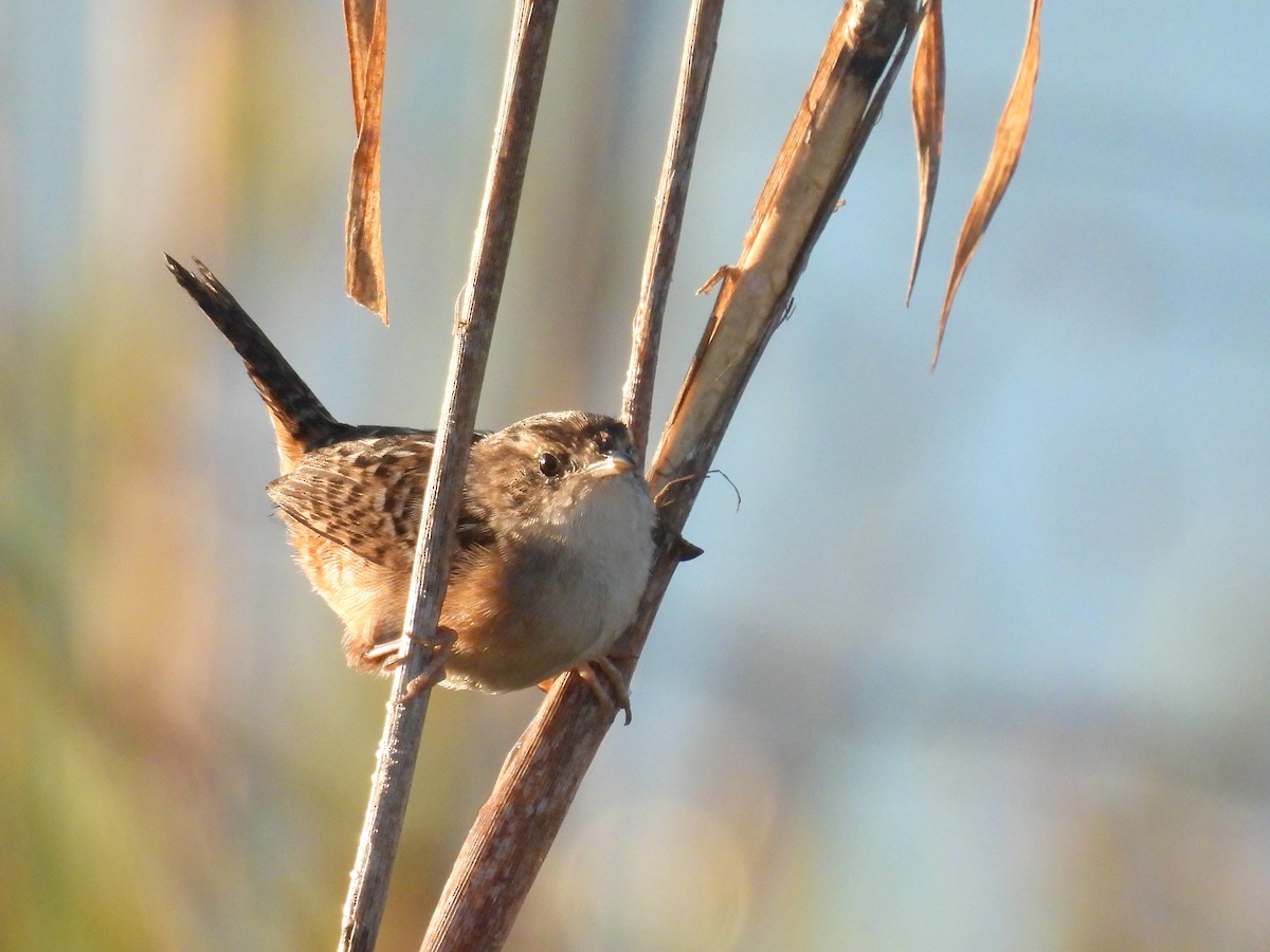 Sedge Wren - ML645362352
