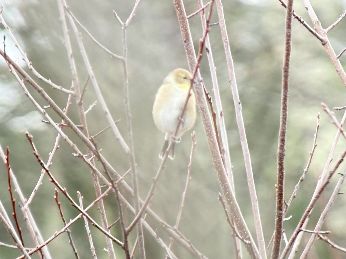 gulstillits - ML645362360