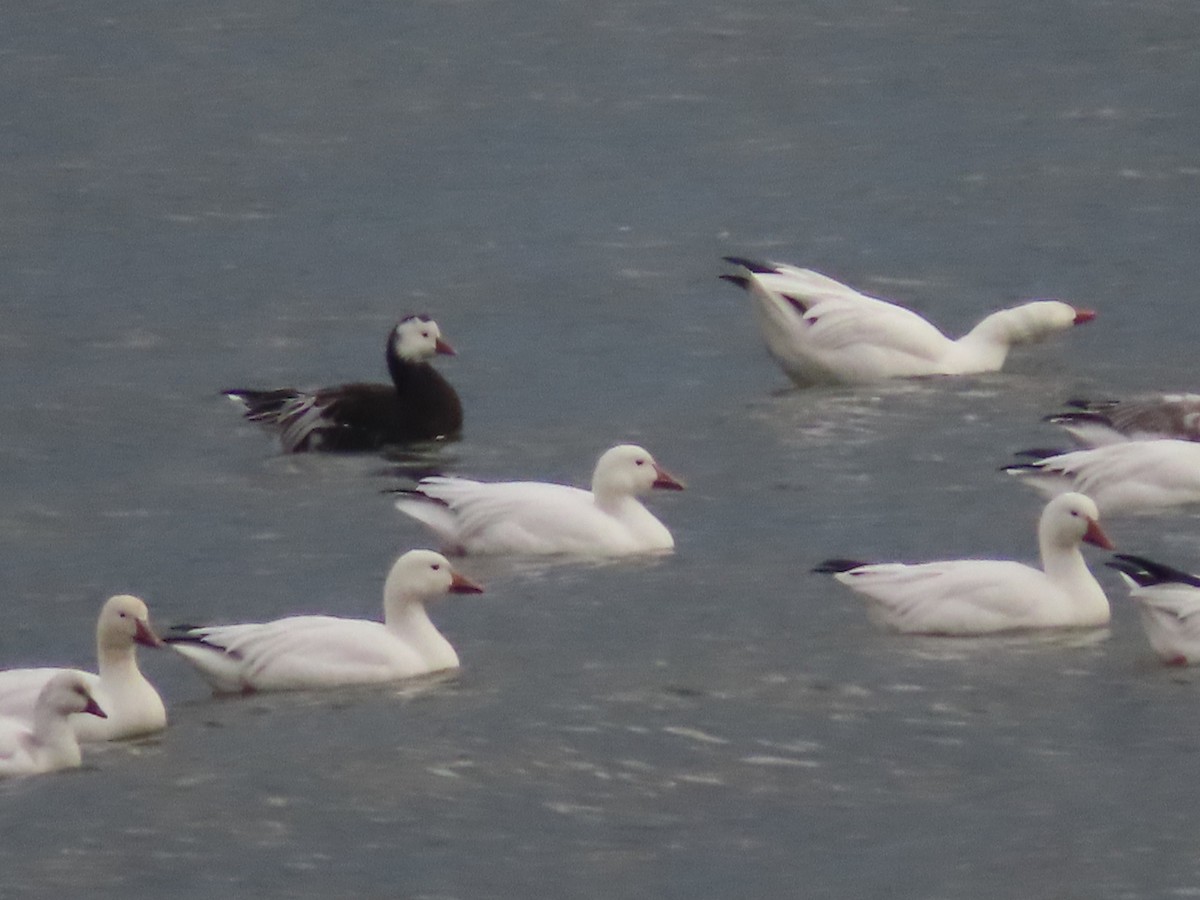 Ross's Goose - ML645362364