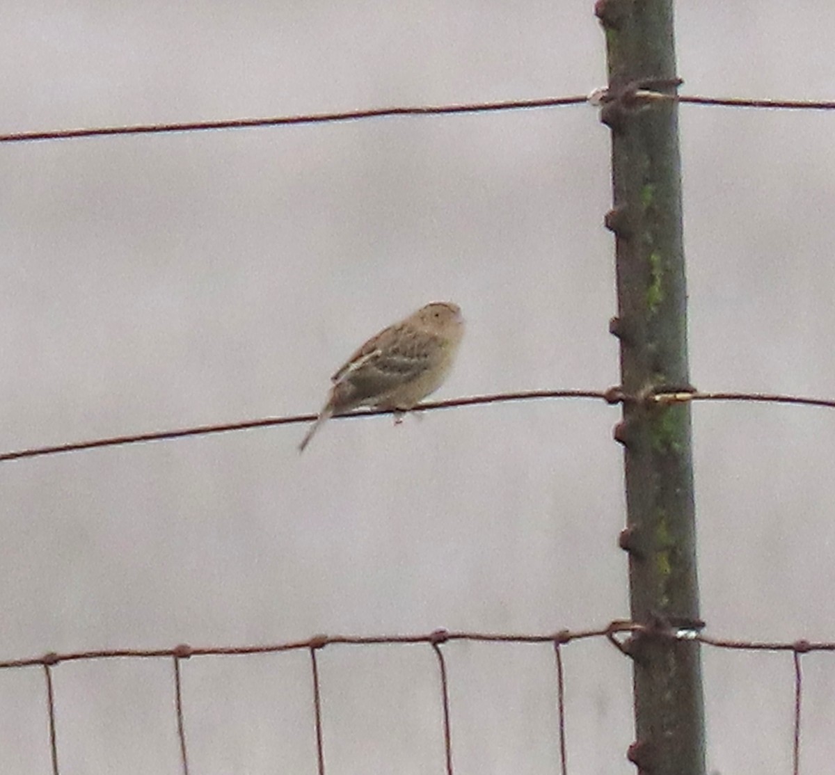 Grasshopper Sparrow - ML645362366