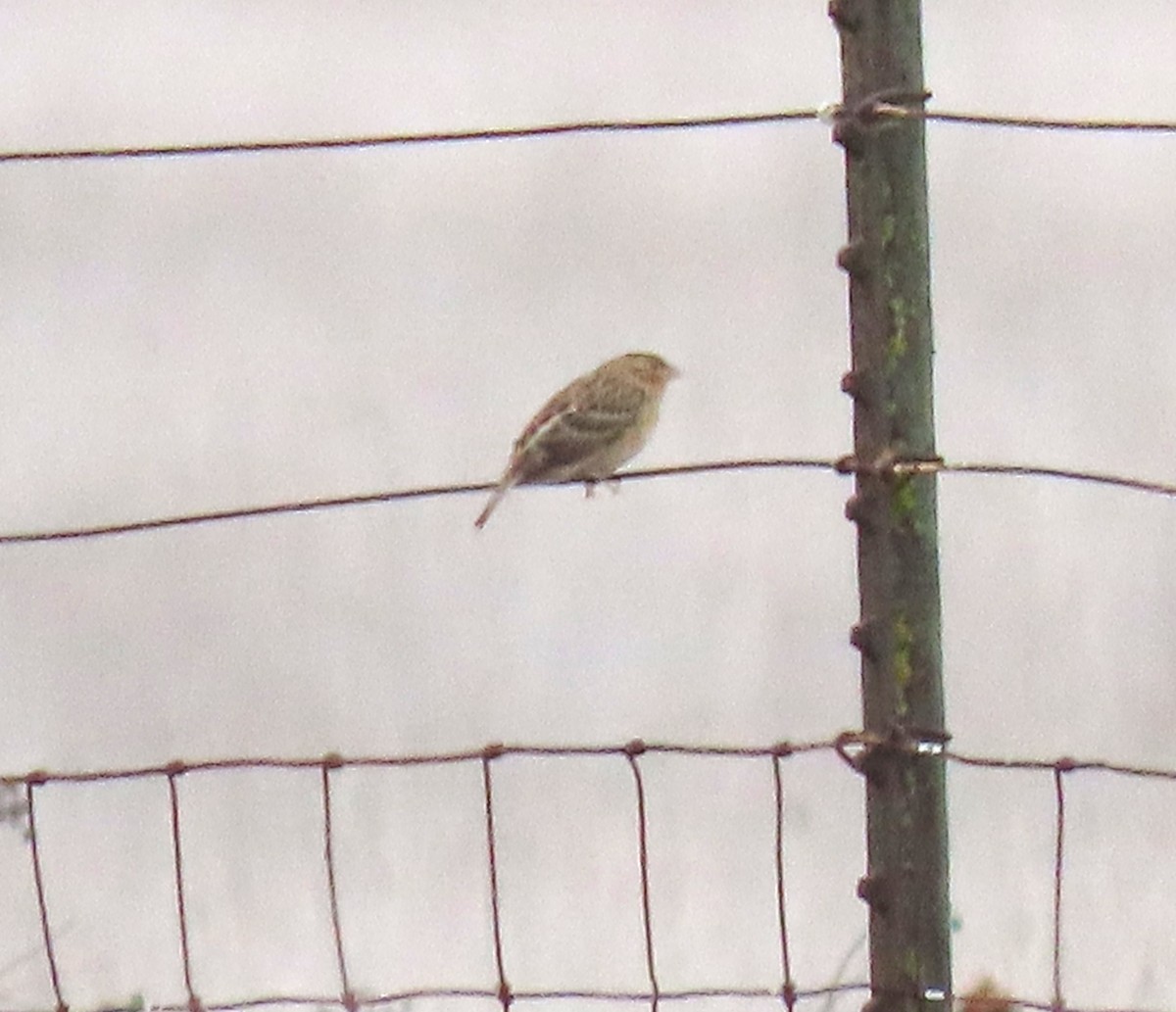 Grasshopper Sparrow - ML645362367
