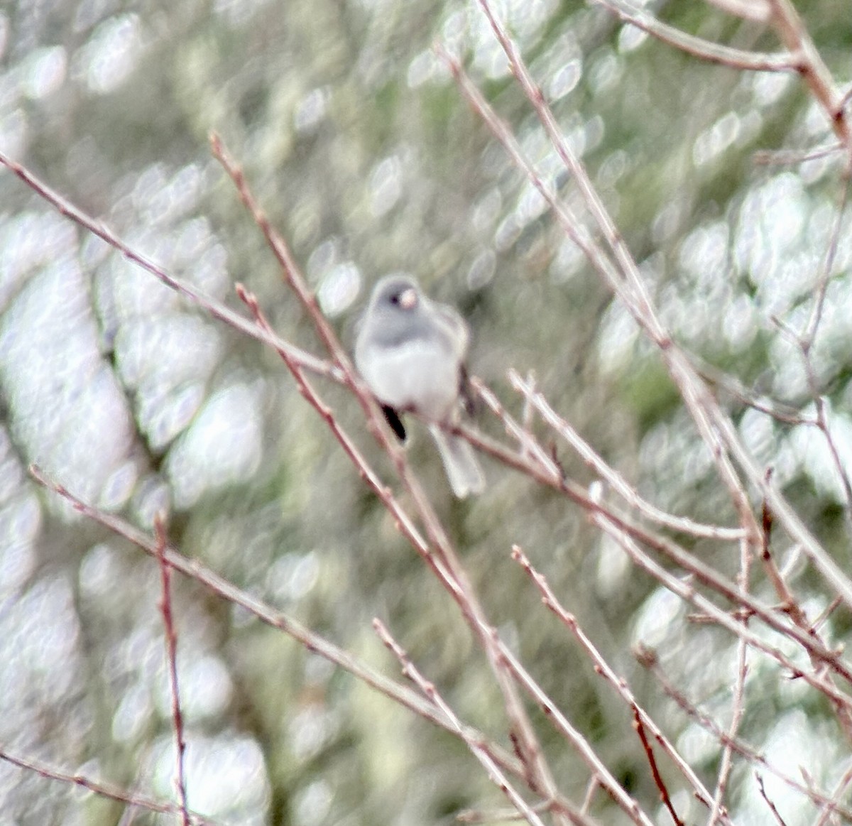 vinterjunko - ML645362375