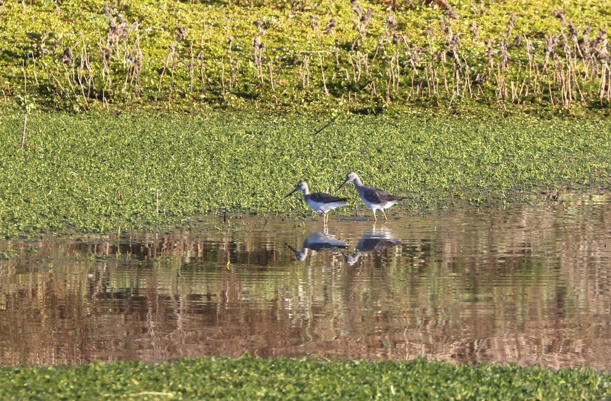 Greater Yellowlegs - ML645362388