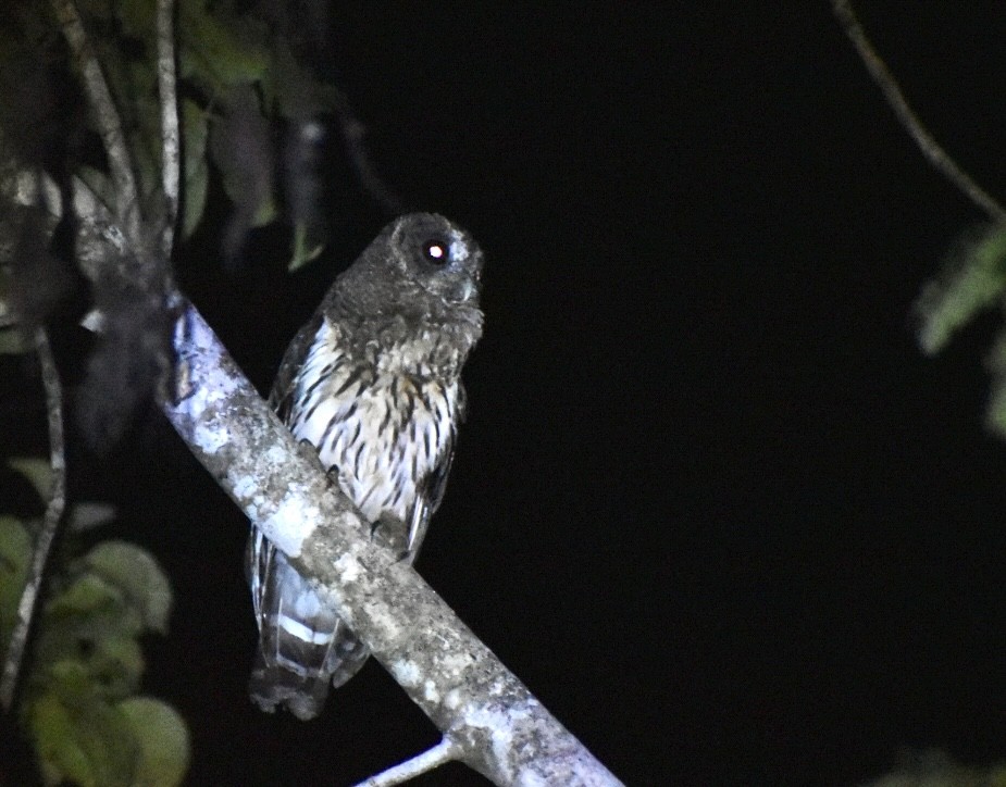 Mottled Owl - ML645362393