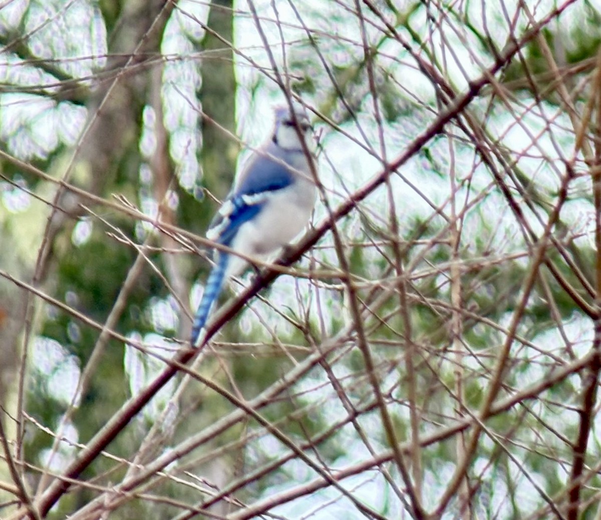 blåskrike - ML645362394