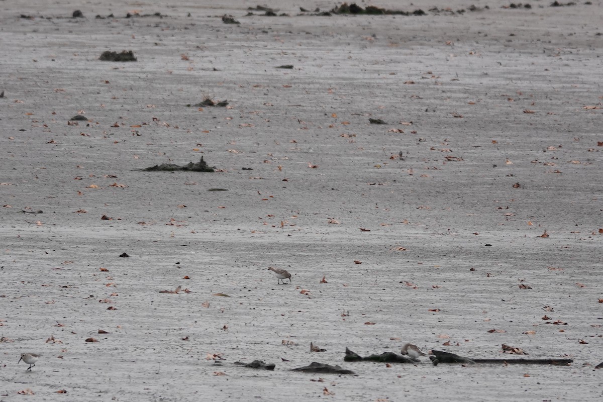 Бонапартов песочник - ML645362395