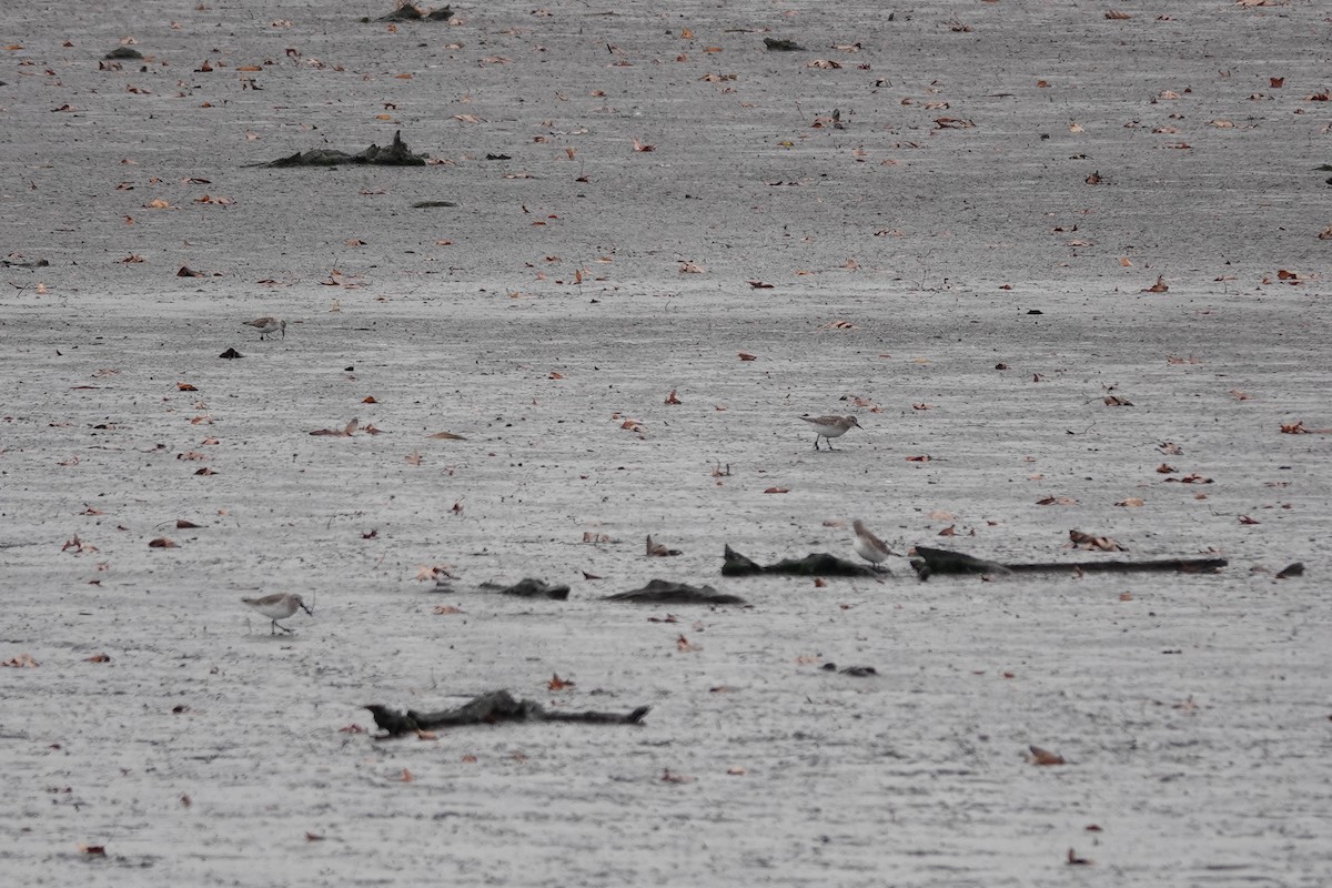 Бонапартов песочник - ML645362396