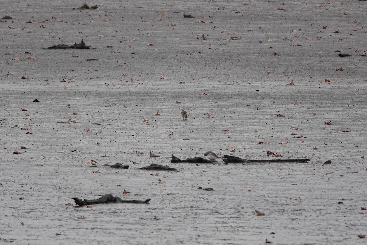 Бонапартов песочник - ML645362397