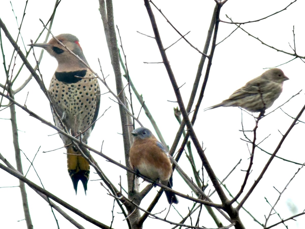 gullspett (auratus/luteus) - ML645362405