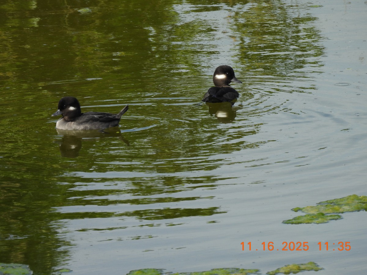 Bufflehead - ML645362407