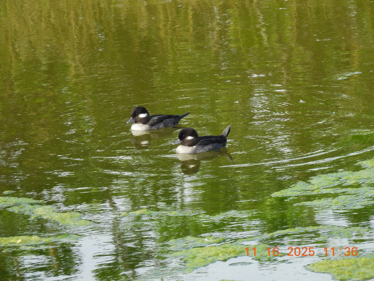 Bufflehead - ML645362408