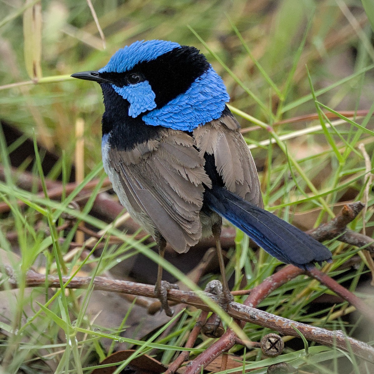 Superb Fairywren - ML645362413