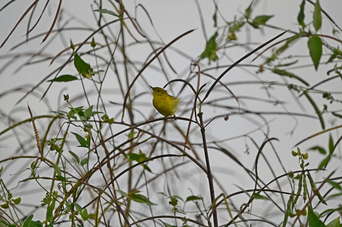 Northern Yellow Warbler - ML645362421