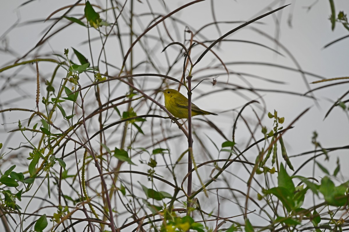 Northern Yellow Warbler - ML645362422