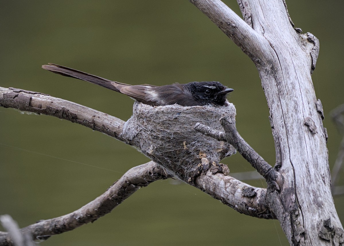Willie-wagtail - ML645362423