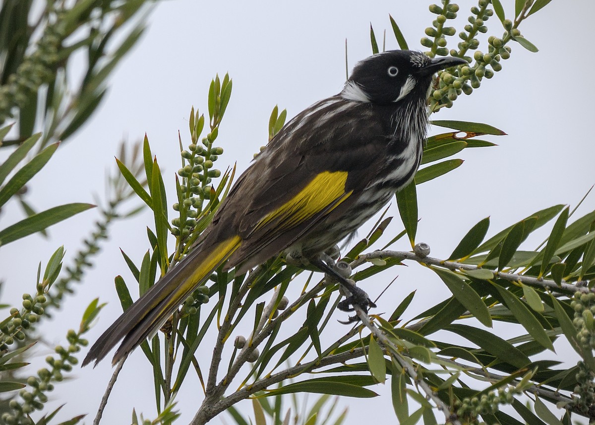 New Holland Honeyeater - ML645362428