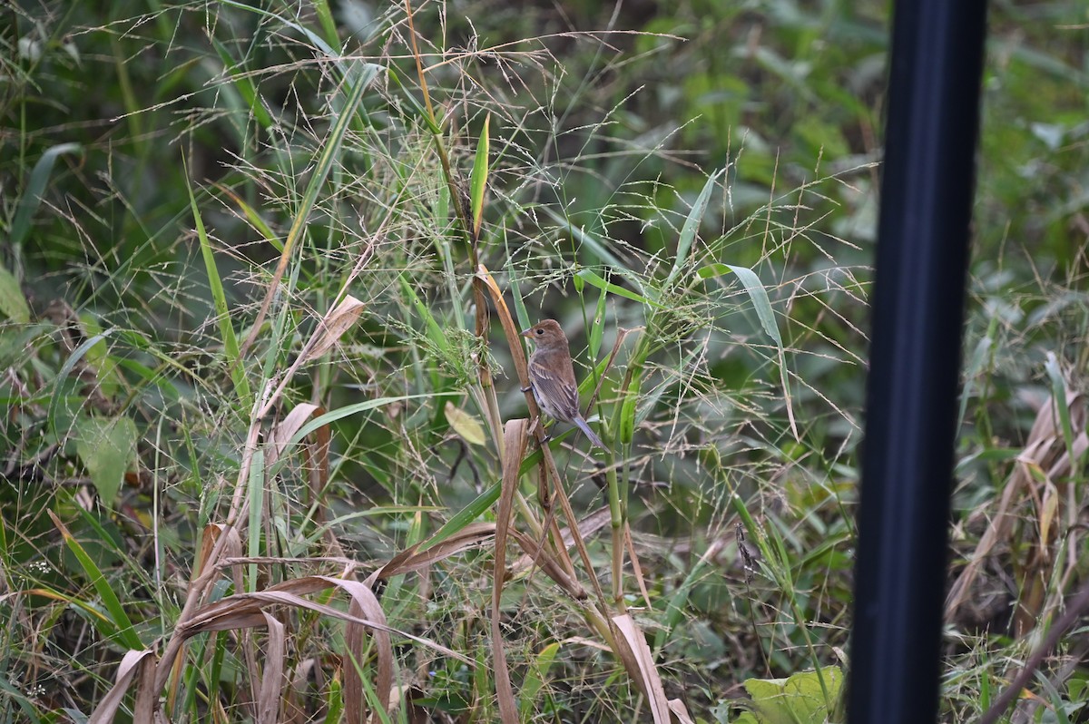 Indigo Bunting - ML645362430