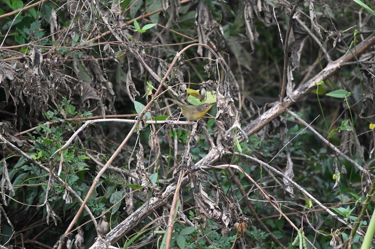 Common Yellowthroat - ML645362435