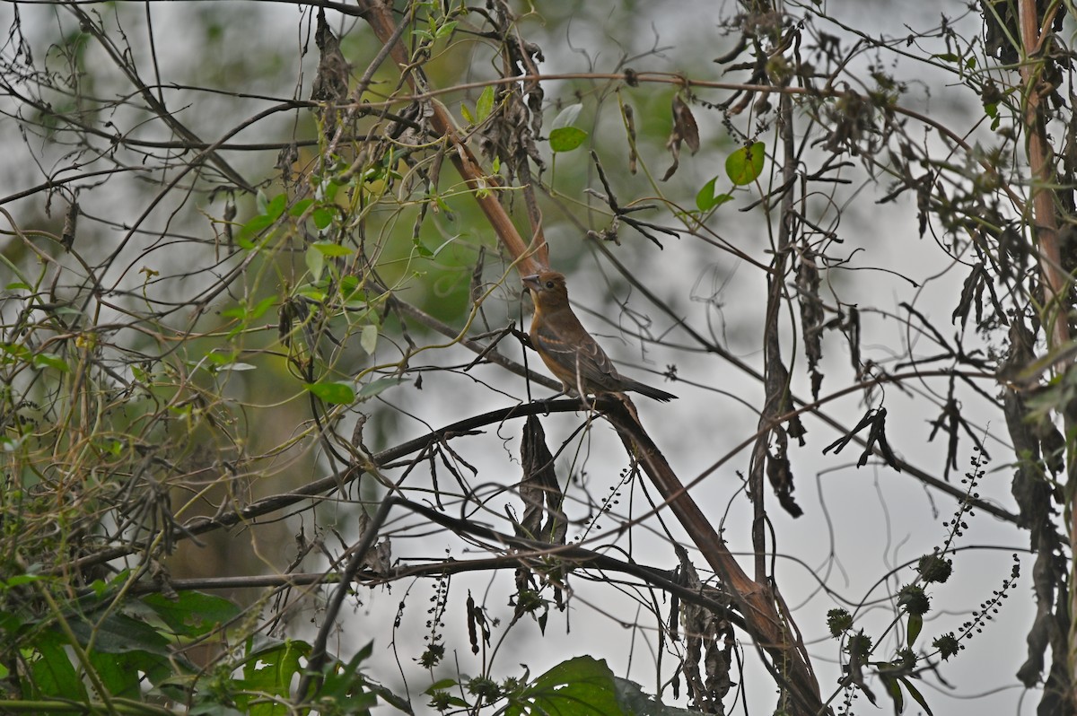 Blue Grosbeak - ML645362437