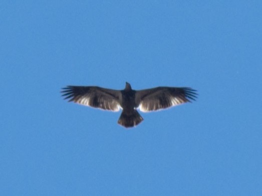 Bald Eagle - ML645362449