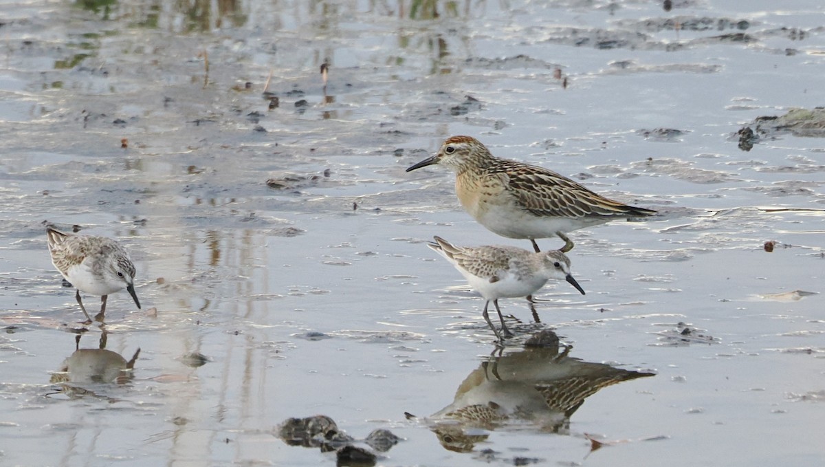 Bécasseau semipalmé - ML645362450